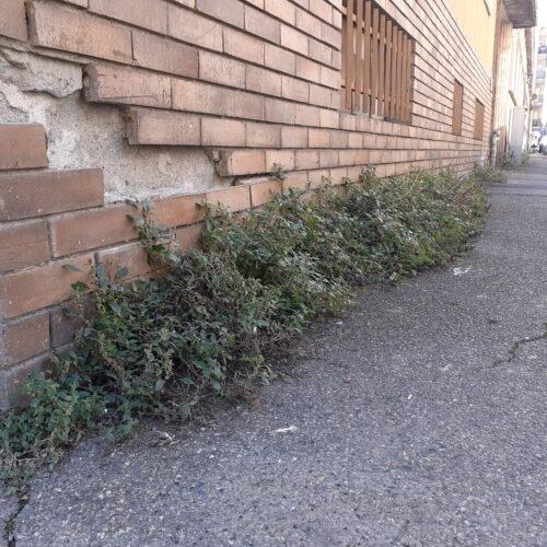 Ad Alessandria sì del sindaco al glifosato anti erbacce: “Consentito dalle norme, lo avevamo già provato nel 2023”