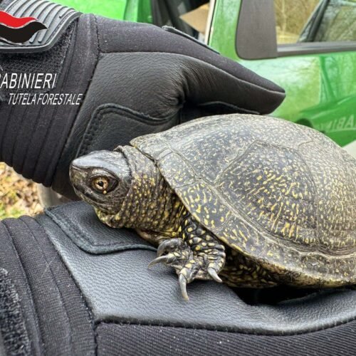 Recuperata e restituita al suo habitat una ormai rara tartaruga autoctona, la “Emys”