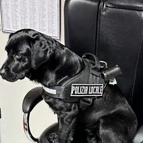 Nike, il cane della Polizia Locale di Oleggio che ha aiutato a fiutare la droga nel blitz dei Carabinieri di Tortona