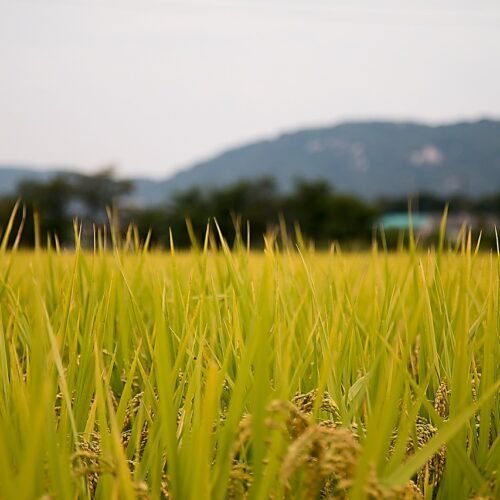Sviluppo Rurale: dalla Regione 20 milioni di euro per impegni specifici per le risaie