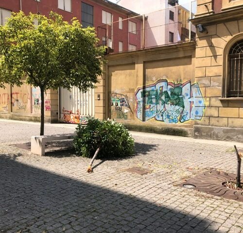 Spezzata in due una delle piante davanti a Palazzo Borsalino
