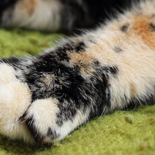 Gatto scuoiato vivo a Sale: utilizzata una lama affilata, come un bisturi o un taglierino