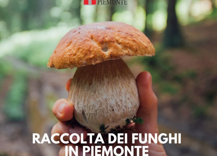 Funghi: tutto quello che c’è da sapere per una raccolta sicura e rispettosa in Piemonte Funghi: tutto quello che c’è da sapere per una raccolta sicura e rispettosa in Piemonte
