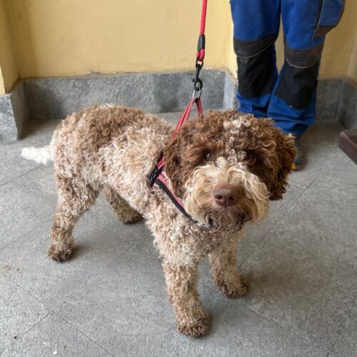 Gara cani da tartufo a Ricaldone: Frodo trova il tubero in 2 minuti e 27 secondi Gara cani da tartufo a Ricaldone: Frodo trova il tubero in 2 minuti e 27 secondi