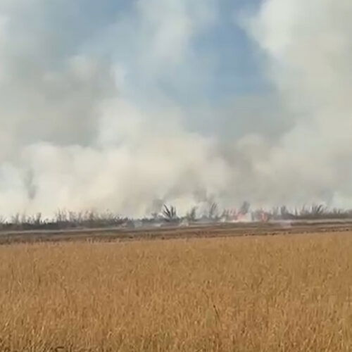 Vasto incendio di sterpaglie a Ticineto: a fuoco circa 40 ettari Vasto incendio di sterpaglie a Ticineto: a fuoco circa 40 ettari