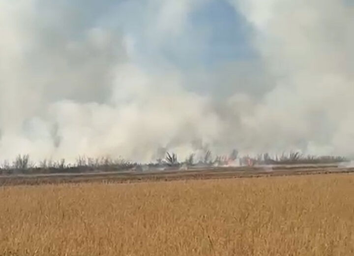Vasto incendio di sterpaglie a Ticineto: a fuoco circa 40 ettari Vasto incendio di sterpaglie a Ticineto: a fuoco circa 40 ettari