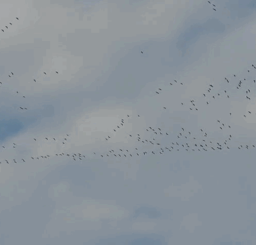 Lo spettacolare e “chiassoso” viaggio delle gru sopra Pavone Lo spettacolare e “chiassoso” viaggio delle gru sopra Pavone