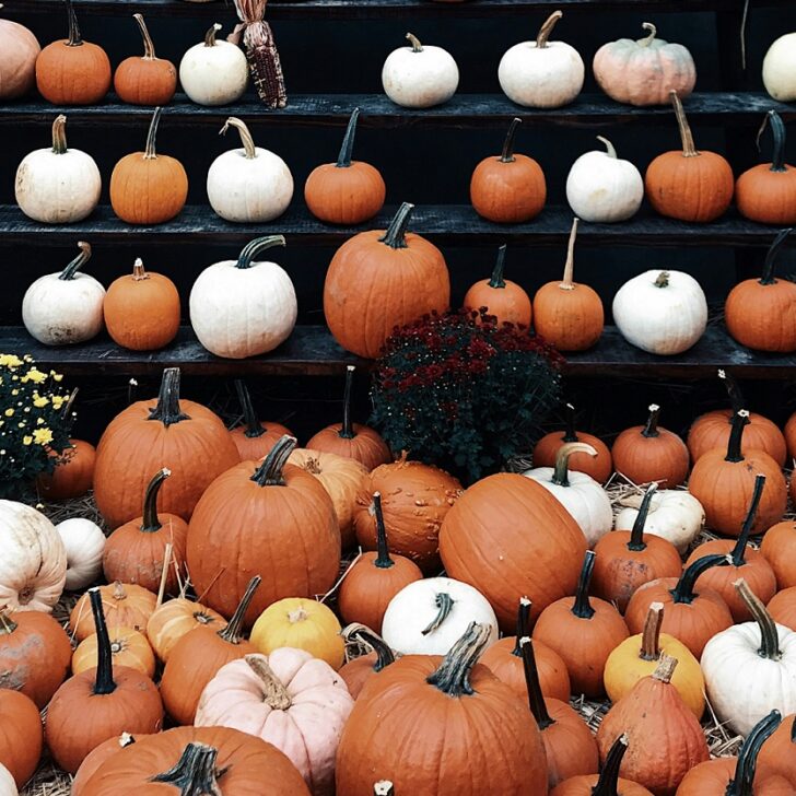 Cosa fare in provincia di Pavia sabato 1° e domenica 2 novembre Cosa fare in provincia di Pavia sabato 1° e domenica 2 novembre