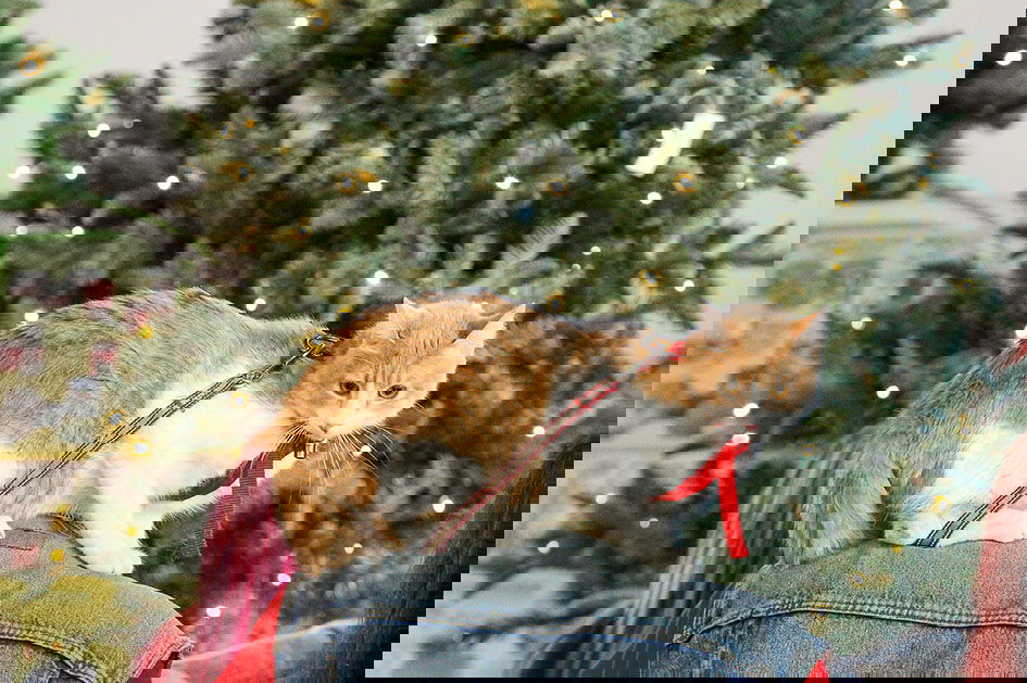 Quattrozampe Christmas edition torino