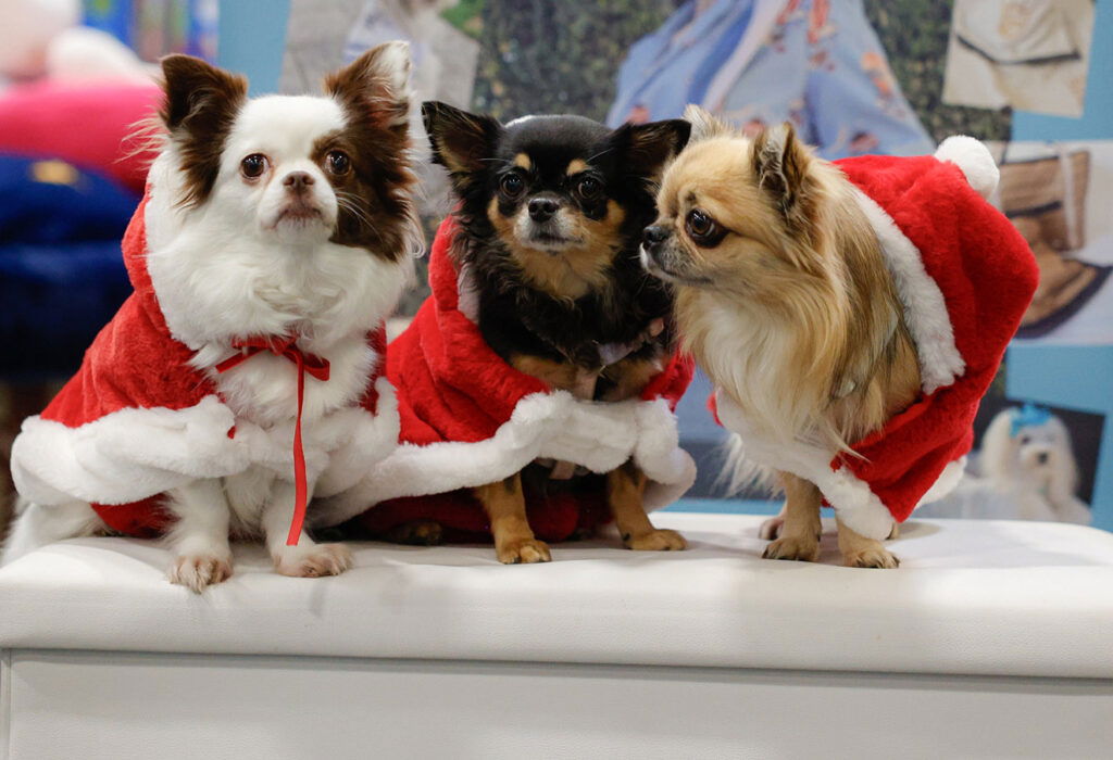 Quattrozampe Christmas edition torino