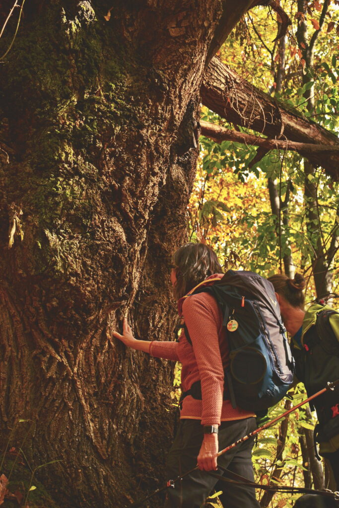 strade dei forti Piemonte