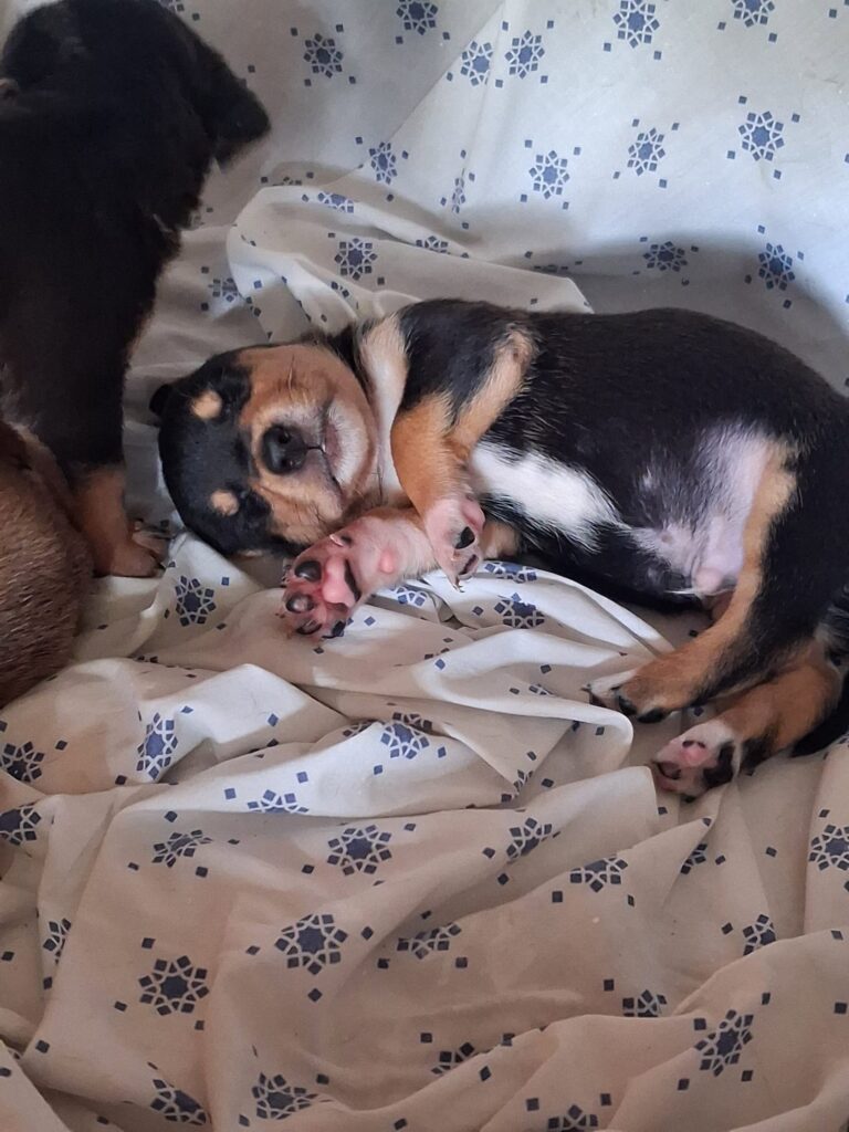 Cuccioli abbandonati