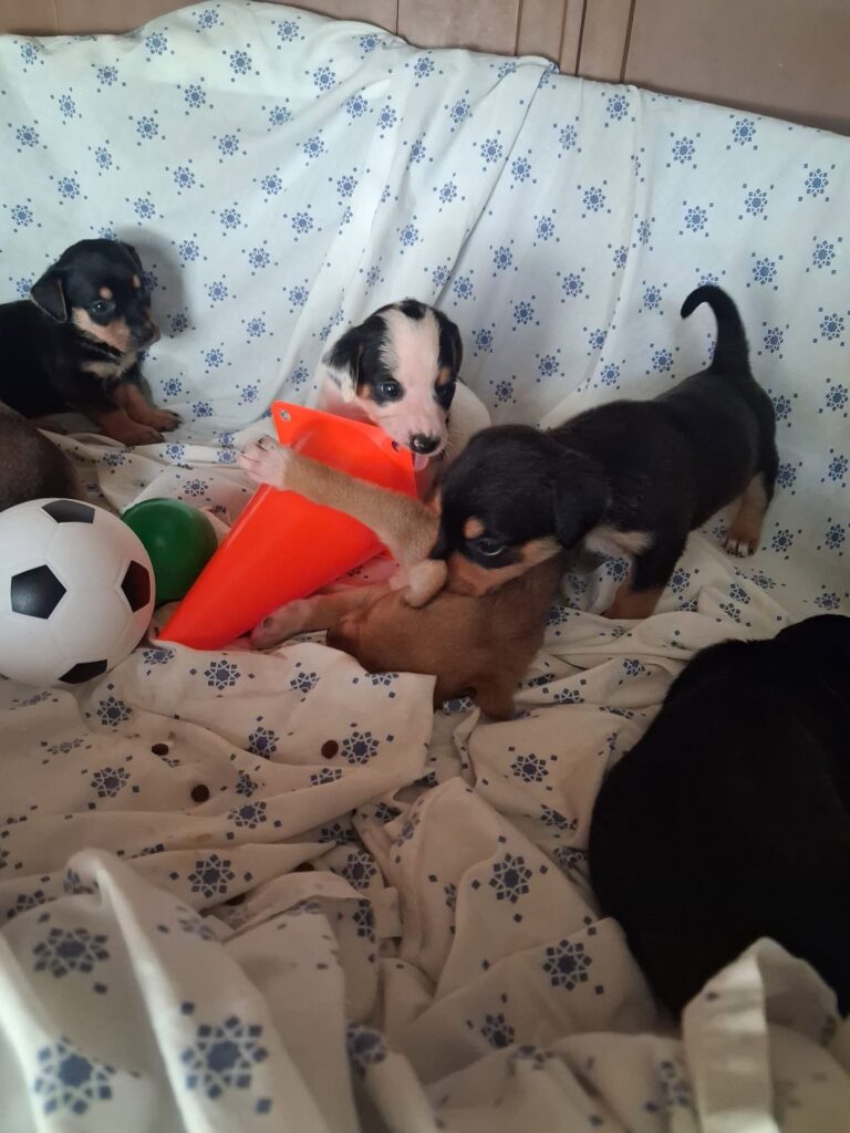 Cuccioli abbandonati