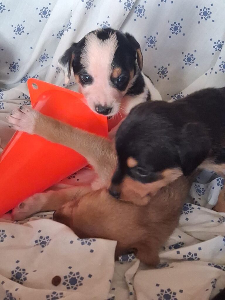 Cuccioli abbandonati