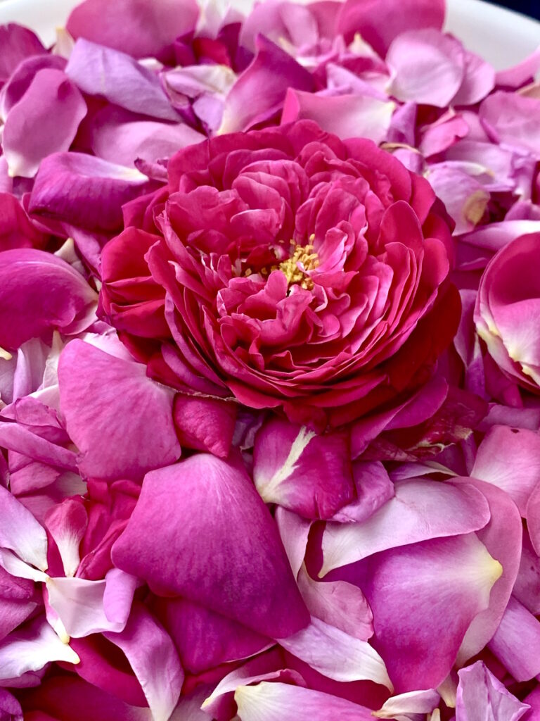 Antica Rosa della Valle Scrivia