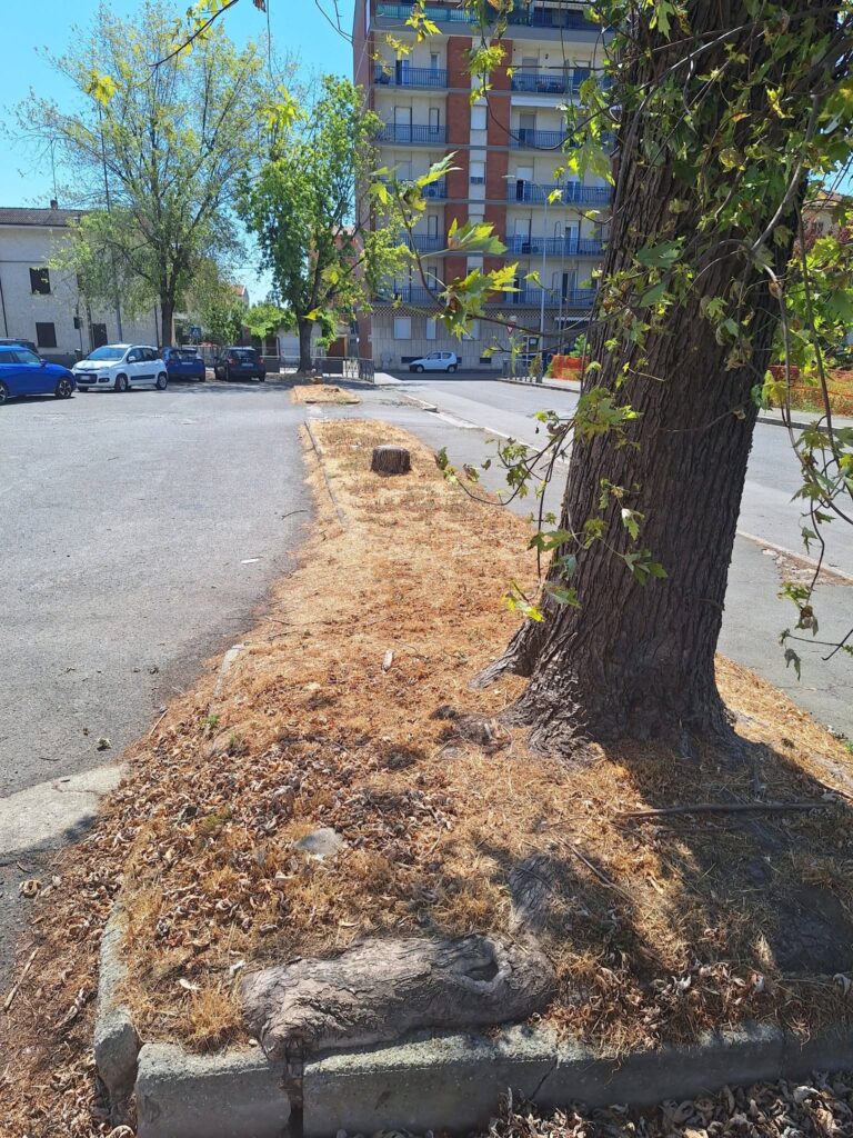 Alberi tagliati piazzale Unes