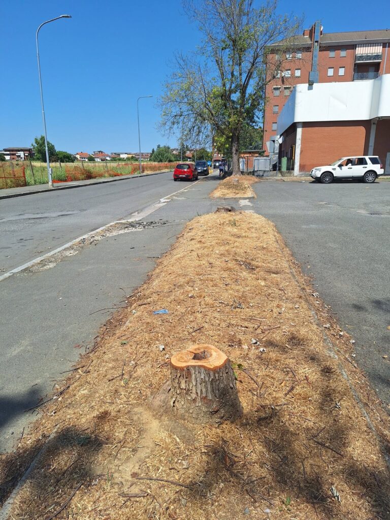 Alberi tagliati piazzale Unes