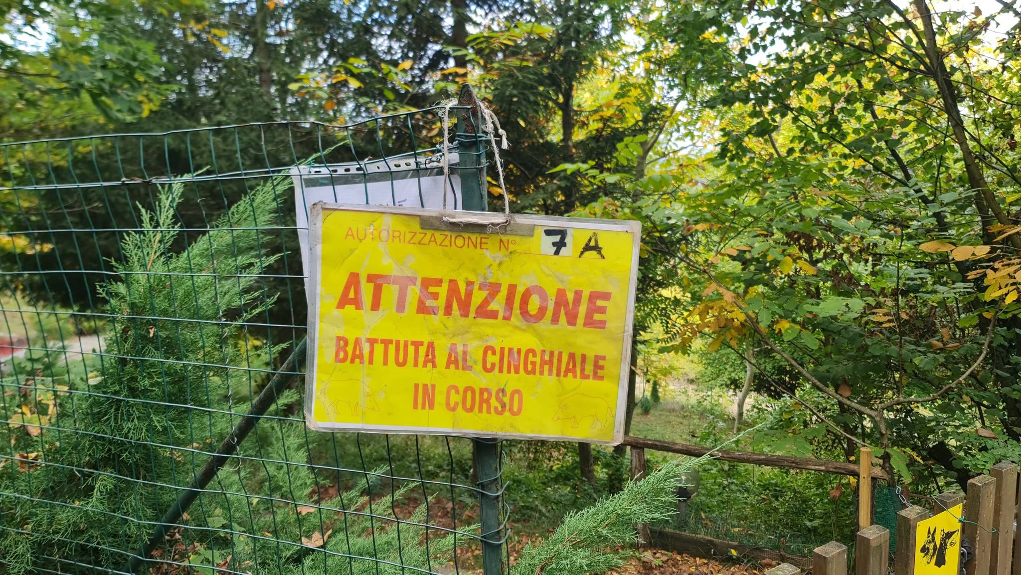 cinghiale trascinato stazzano