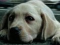L’Aidaa denuncia: abbandono dei cani in aumento del 40% rispetto al 2012