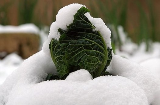 Con la neve minacciate le coltivazioni della provincia