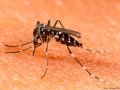 Demezzi sulla lotta alle zanzare: ‘Ci vuole una risposta coesa del territorio’