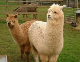 Dalle Ande alle colline del Monferrato: gli alpaca approdano in provincia e conquistano il successo