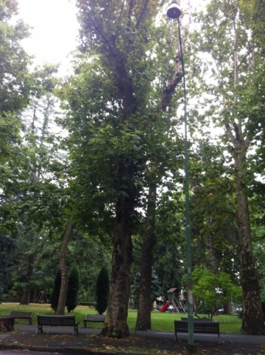 Invito di un lettore all’amministrazione: ‘controllate gli alberi della città’