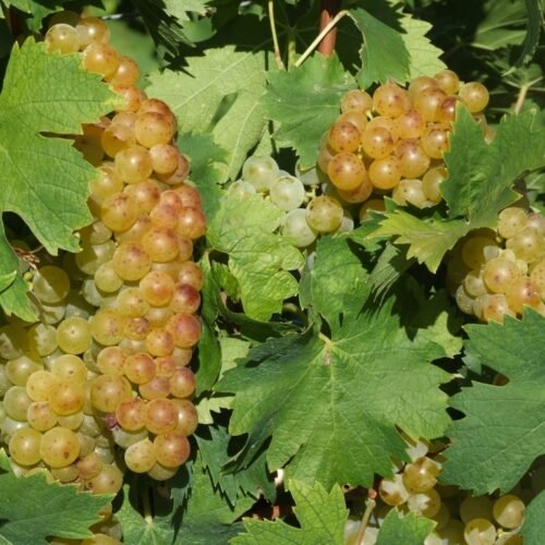 Raggiunto l’accordo sulle uve moscato. “Moderata soddisfazione” da parte di Agrinsieme  