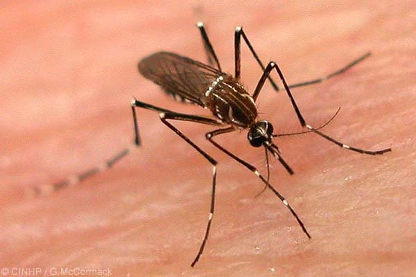 Il consigliere regionale Massimo Berutti sollecita la Regione: “non riducete i fondi per il piano anti-zanzare”
