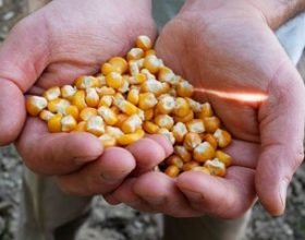 Prezzi dei cereali mai così bassi:  la Cia pronta a chiedere lo stato di crisi per tutelare  il reddito degli imprenditori