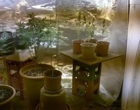 In una stanza una vera e propria serra per la coltivazione della canapa indiana: nei guai acquese di 53 anni