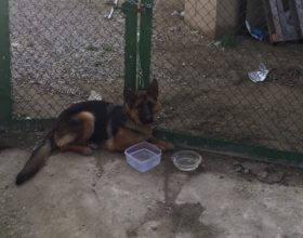 Lega il suo cane con una catena troppo corta: denunciata la proprietaria