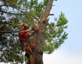 Tempo permettendo al via da questo martedì i lavori per “valorizzare il patrimonio arboreo” di Casale Monferrato  