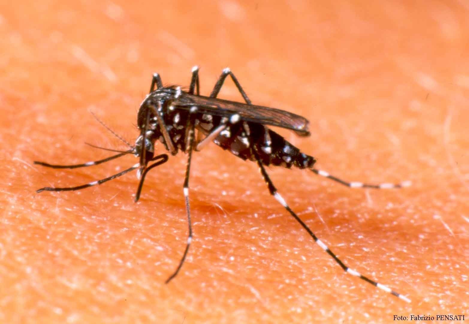 La lotta alle zanzare nel casalese passa anche dal “porta a porta”