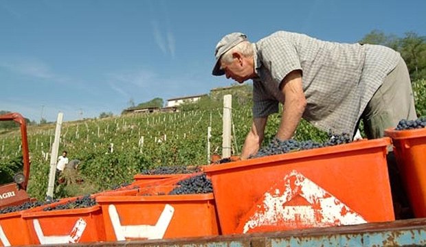 I vini dell’azienda agricola Rossi Contini [AUDIO]