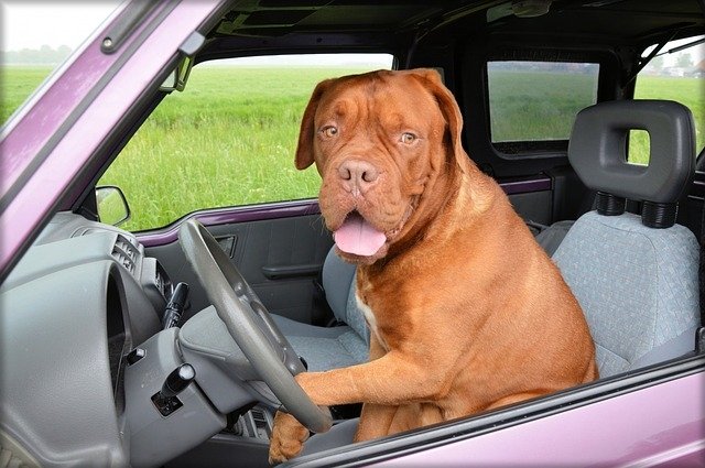 Consigli per viaggiare in auto con il cane
