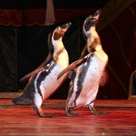 Pinguini e pellicani sequestrati al Circo Colber: ecco cosa è successo