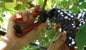 Vendemmia 2015: si parte in anticipo per raccogliere uve “praticamente perfette”