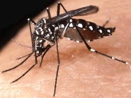 Lotta alle zanzare: i sindaci del casalese pensano già all’estate 2016