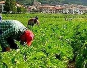Il Presidio Permanente di Castelnuovo denuncia: “ancora lavoro nero nelle campagne della Bassa Valle Scrivia”