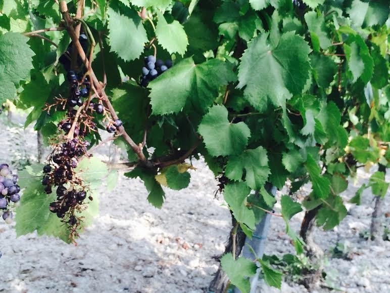 Confagricoltura lancia l’allarme: “a Gavi vigne devastate dagli ungulati”  