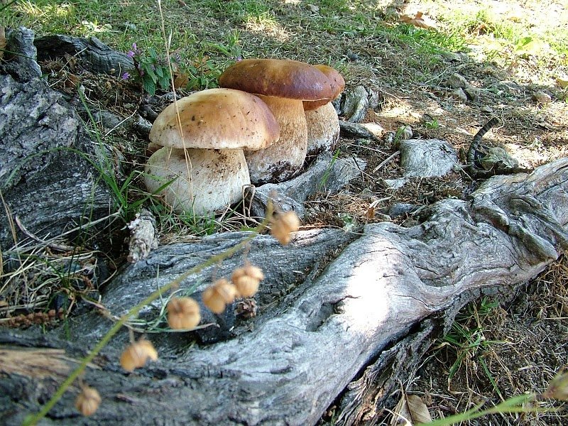 Si apre la stagione dei funghi: ecco i consigli per la raccolta.