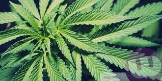 Coltivava in casa marijuana: denunciato 25enne di Conzano  
