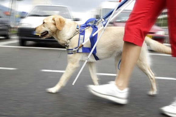 Caso del cane guida: conducente sospeso e 500 euro ad associazione per non vedenti