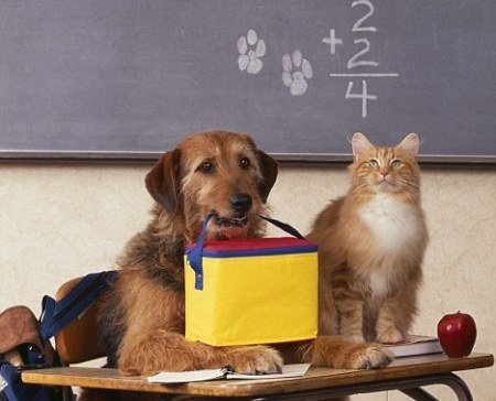 Volontari pronti a insegnare agli studenti tortonesi come comportarsi con cani e gatti
