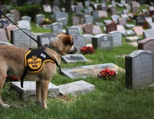 La Lega a Valenza chiede la creazione di un cimitero per animali domestici