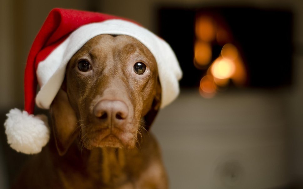 Volete regalare un cucciolo a Natale? Prima siate sinceri e rispondete a questi 10 punti