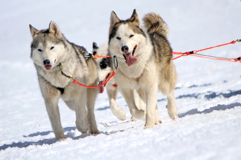 A Sestriere è tempo di sleddog, le escursioni con i cani da slitta