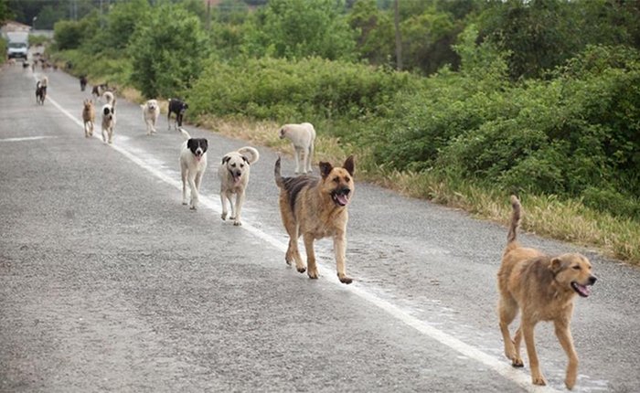 Con la nuova gestione del canile di Tortona calano i costi  per il recupero dei cani smarriti