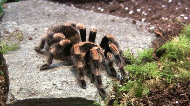 A Genova la mostra “Spiders” tesse la tela: i ragni più grandi del mondo arrivano al Museo di Storia Naturale
